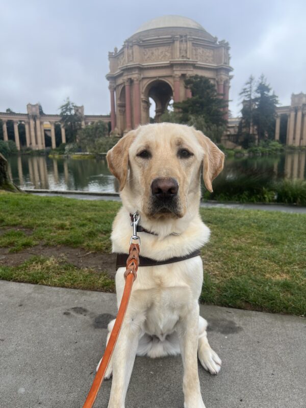 Hank poses in front of San Francisco’s Palace of Fine Arts. He wears a serious look on his face as he proudly wears his harness.