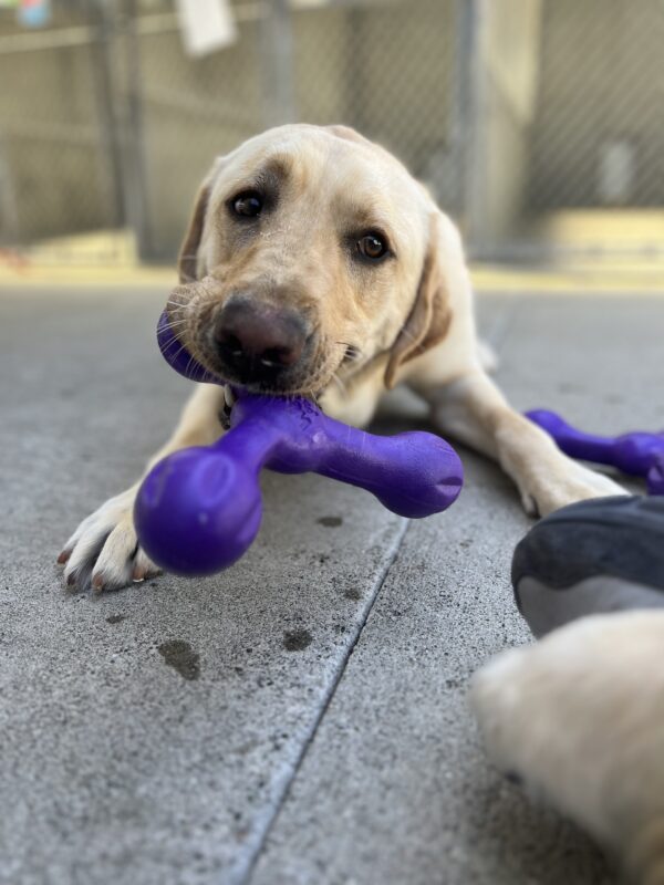 Hank takes a break from playing to lay down in the cool concrete. He looks off to the side while holding a purple toy in his mouth.