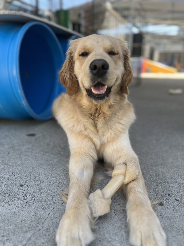 Morgan lays down with a bone between her arms. She gazes at the camera, play structures fill the background.
