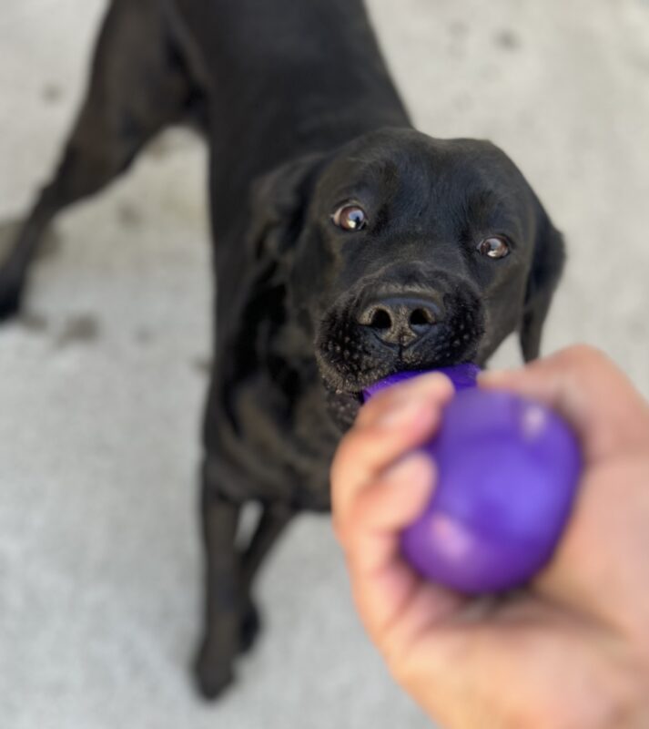 Kahlo plays with a purple toy as she tugs with her handler.