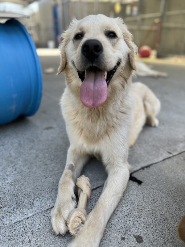 Nick lays down with a bone between his arms. He smiles big at the camera, play structures fill the background.