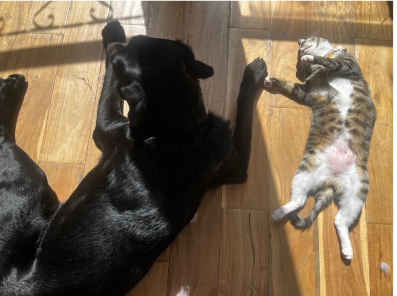 Truman is laying on a hardwood floor in the sun next to a cat. The cat is laying on its back with one front foot reached out and touching Truman's front foot. The photo is taken from above
