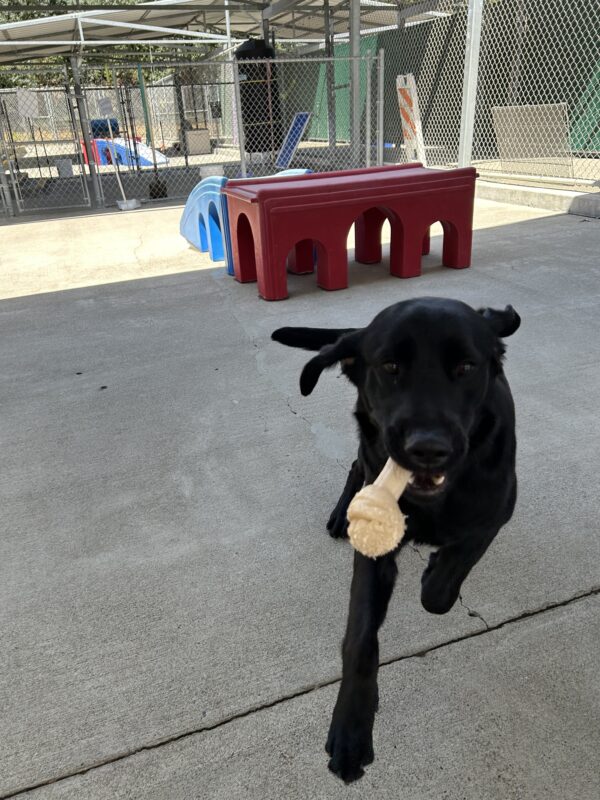 Lively is pictured mid leap in one of our community run play areas. She is holding a knotted Nylabone in her mouth.