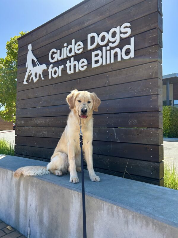 Raya sits on a concrete wall with a large wooden sign behind her that reads Guide Dogs For The Blind. She is looking directly at the camera.