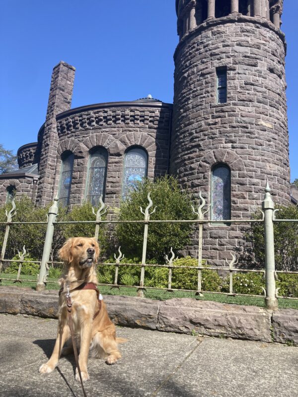 Swift is sitting in harness, ears perked and mouth open, with a castle in the background.