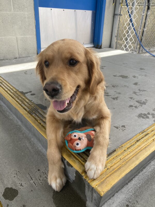Swift is laying down, mouth open and tongue out, with her favorite soft squirrel toy between her two front paws.