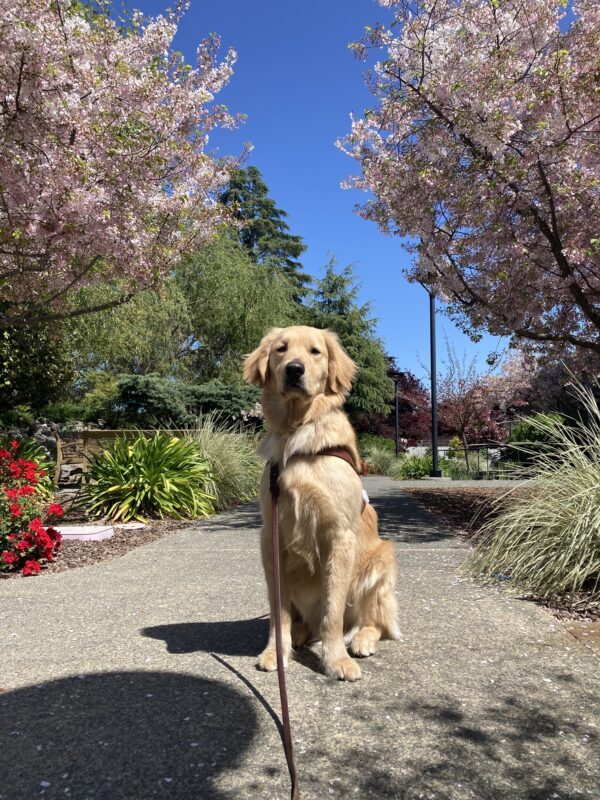 Rupert sits in harness in front of cherry trees that are blooming.