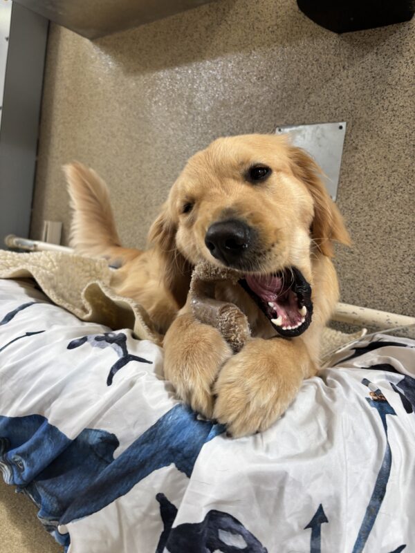 Rupert is lying down on a dog bed, relaxing and chewing a bone.