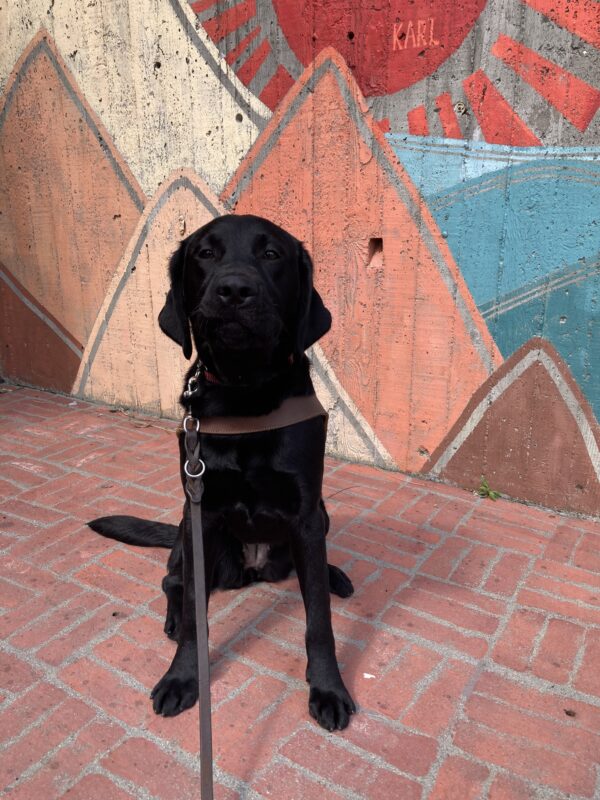 Joya sits in harness in front of a colorful painted mural with oranges and blue.