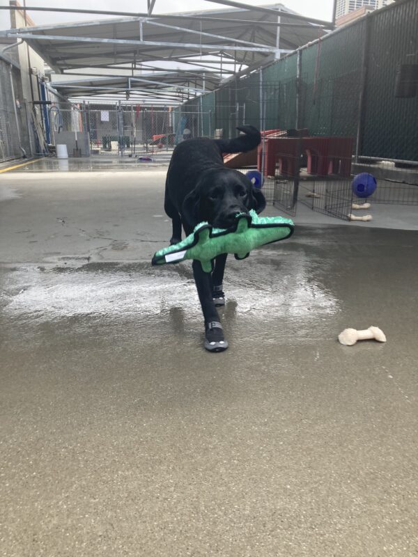 Joya is wearing all four booties in community run, holding a green soft toy and running towards the camera.