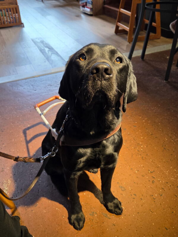 Male black Labrador Retriever, Bingo, sits in a coffee shop looking up at the camera. He is wearing his harness and there are a variety of chairs in the background.
