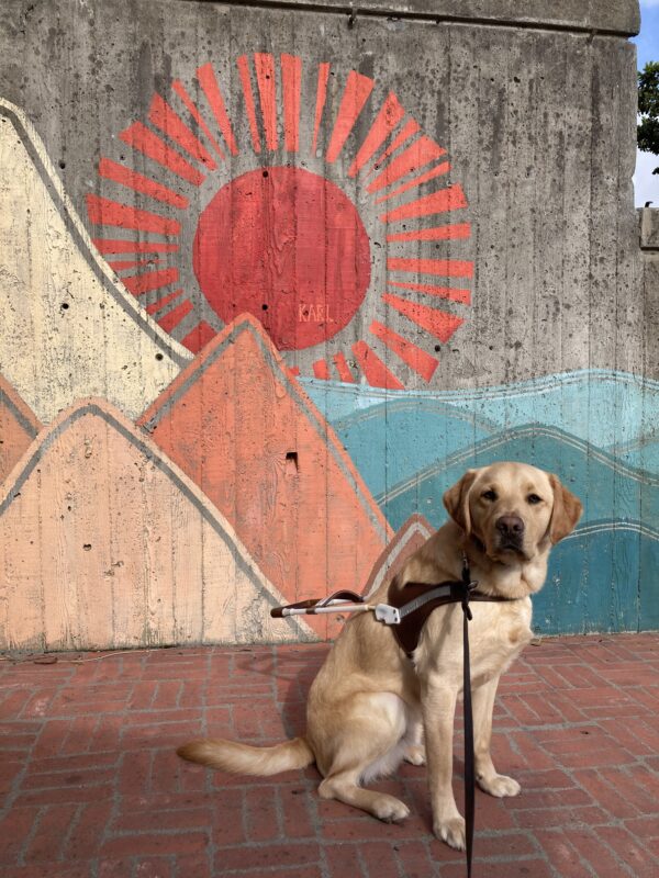 Elwood sits in harness in front of a colorful painted mural of a sunrise over water.