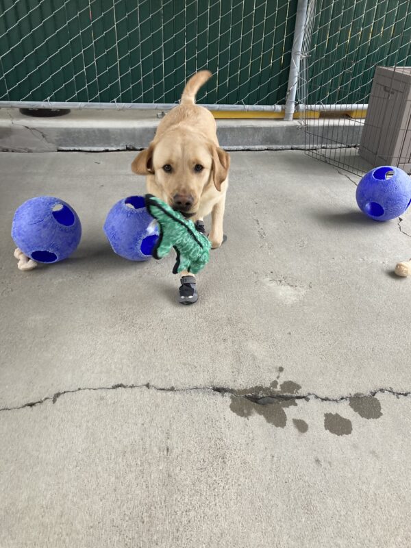 Elwood is wearing all four booties in the community run, holding a green soft toy and running towards the camera.