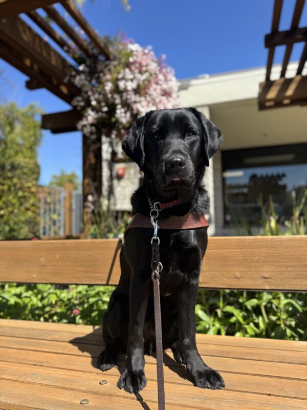 Photo is of black lab male Humboldt sitting in harness on a wooden bench with pink and green leaves behind him