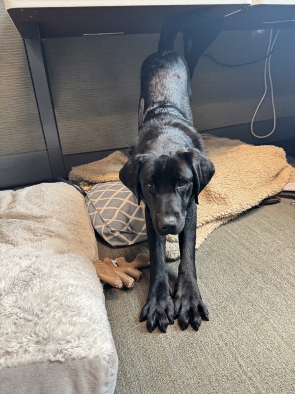 Humboldt stretching with his front paws toward the camera on a dog bed in an office setting