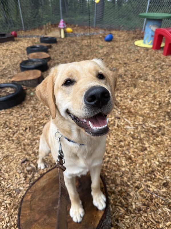 Female yellow lab