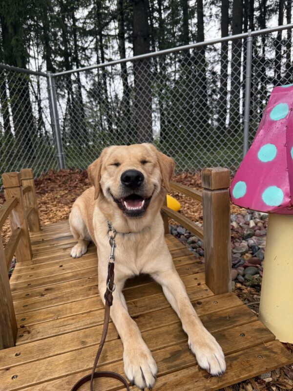 Female yellow lab