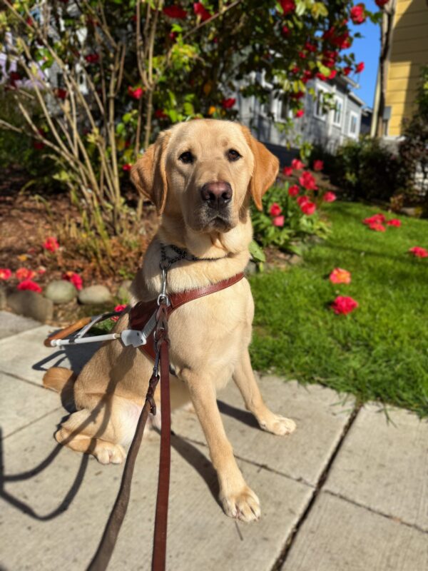 <p>Tangier is sitting in the sun wearing his harness and leash. He is sitting calmly on a concrete sidewalk. Behind him, there's a garden with vibrant red flowers, a green lawn, and a yellow house with white-framed windows.</p>