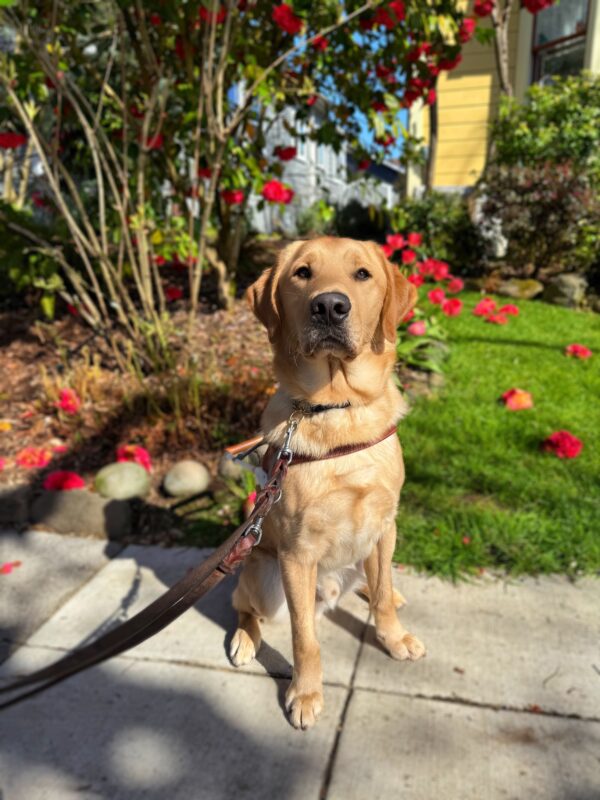 Willoughby is sitting in the sun wearing his harness and leash. He is sitting calmly on a concrete sidewalk. Behind him there's a garden with vibrant red flowers, a green lawn, and a yellow house with white-framed windows.