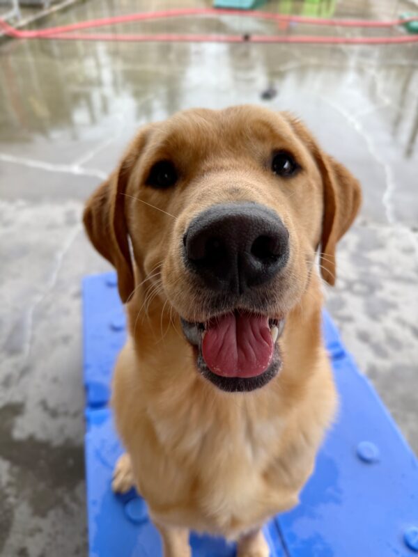 Willoughby is sitting happily on a blue platform. He has a joyful expression, with his mouth slightly open and tongue peeking out. The background showcases a fenced area with concrete and green and blue play equipment.