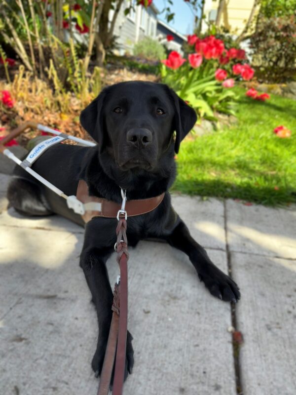 Safari is laying down wearing her harness and leash. She is laying calmly on a concrete sidewalk. Behind the her, there's a garden with vibrant red flowers, a green lawn, and a blue house with white-framed windows.