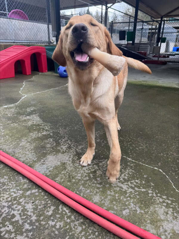 <p>Princeton goofs off in community run. He has a nylabone hanging out of the side of his mouth and his eyes are closed with a happy, relaxed expression on his face.</p>