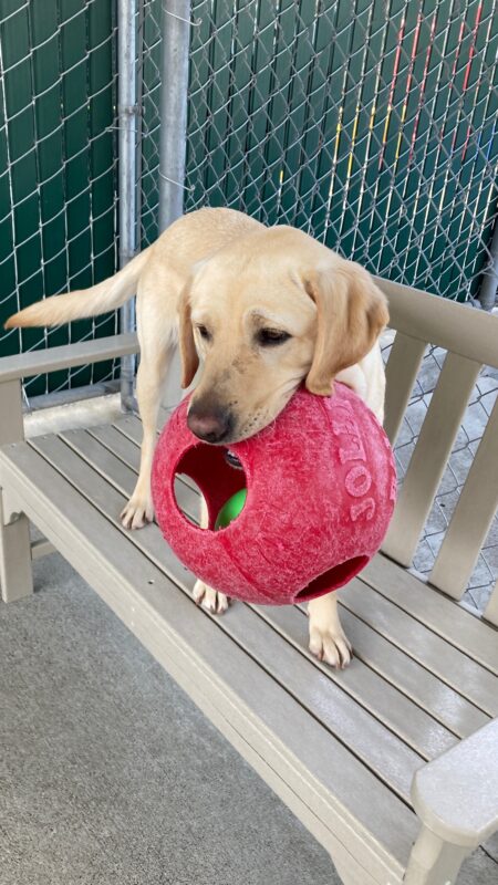 <p>Nectarine stands on a bench in community run. Her tail is wagging and she is looking away from the camera, holding a large red Jolly Ball in her mouth.</p>