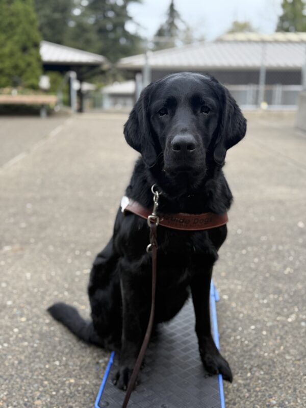 <p>Flax (a black Lab/Golden Cross) sits in harness and looks at the camera.</p>