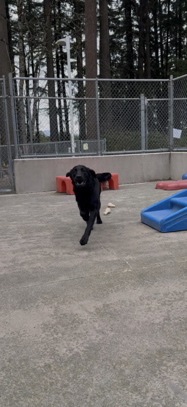 <p>Flax (a black Lab/Golden Cross) hopping through community run, ears back, smiling at the camera.</p>