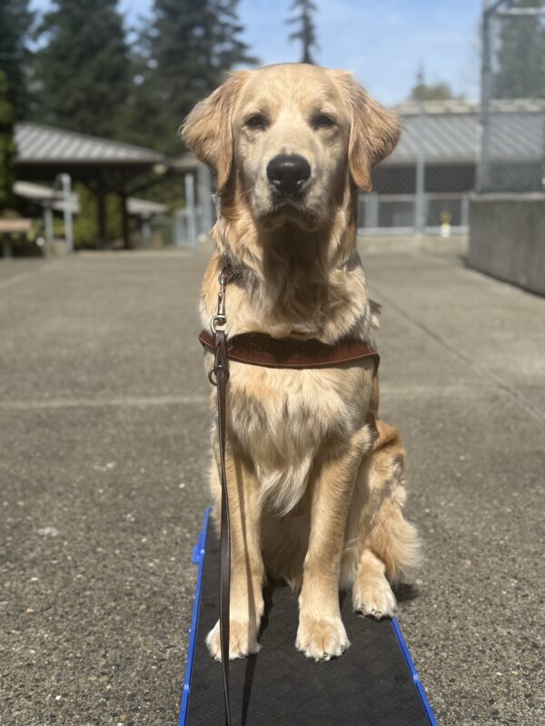 Warrick sits and looks at the camera. He is wearing a guide dog harness.