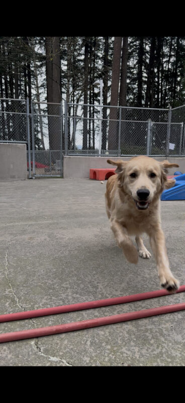 Warrick runs towards the camera in community run. His mouth is open and his ears flipped up as he runs.