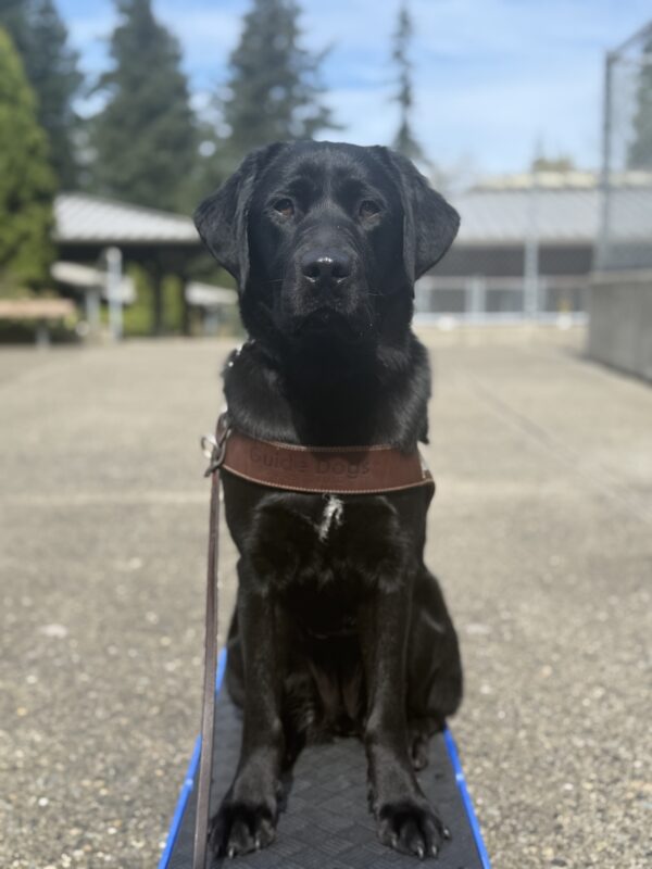 Skyler sits and looks at the camera in the rarely seen Spring sunshine in Oregon.