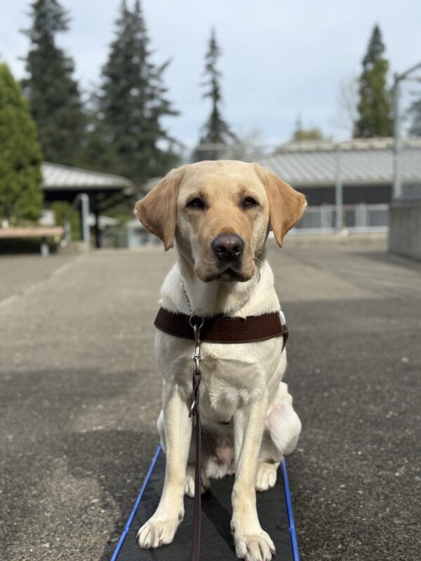 Milan sits, wearing a guide dog harness, looking at the camera.