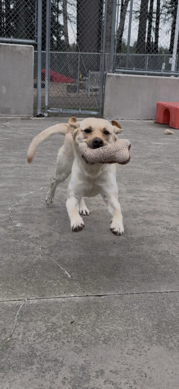 Milan runs with a plush toy while in community run.