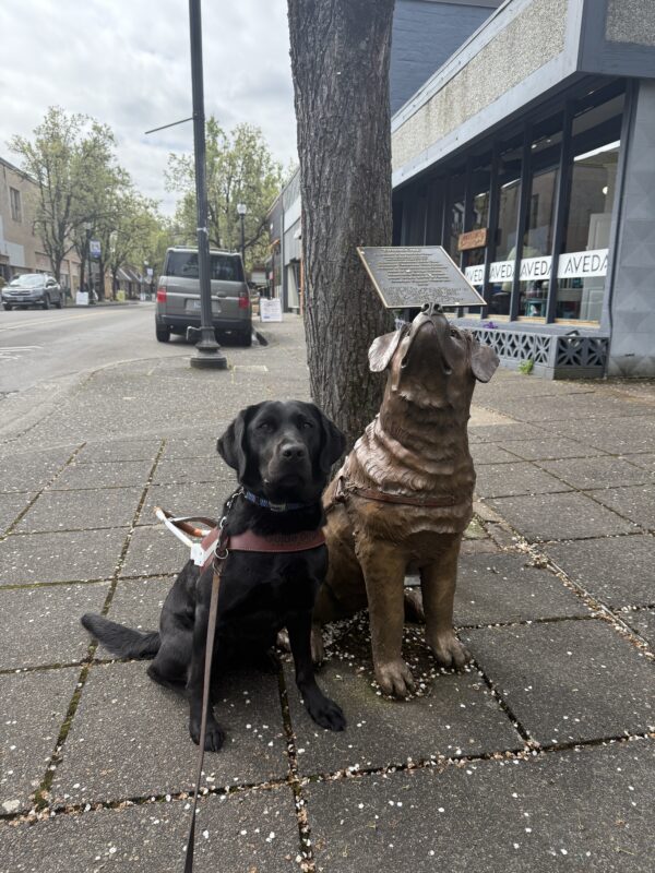 <p>Tabouli (a black lab) sits next to a bronze statue of a guide dog in Downtown Gresham. She is wearing a guide dog harness and facing the camera.</p>