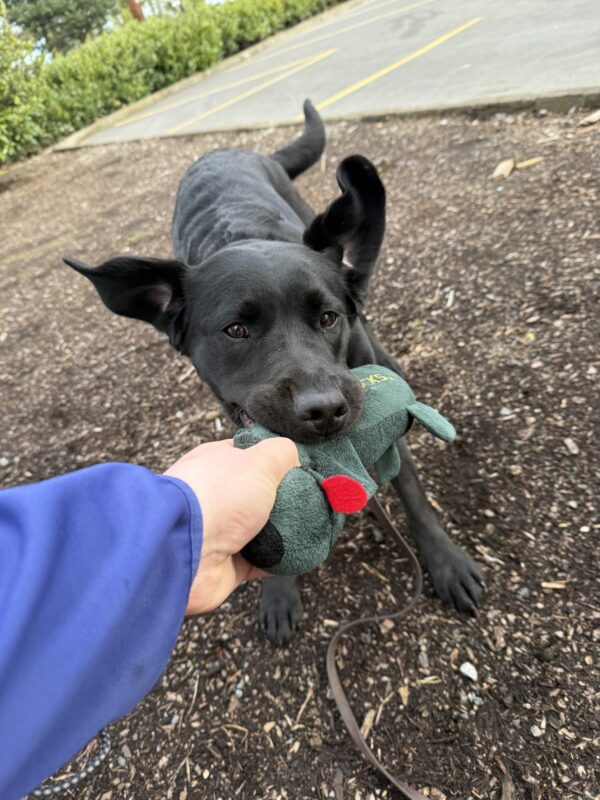 <p>Tabouli (a black lab) playing tug with a green plushy toy after a route. The picture is from the point of view of the person holding the tug toy, and Tabouli's ears are flying up and her tail is wagging.</p>
