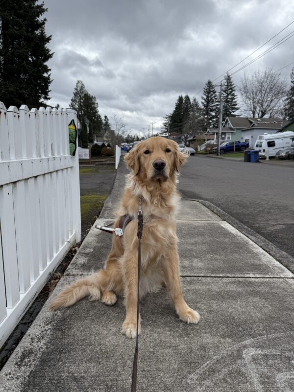 <p>Kudo (a male yellow lab/golden cross) sits on a sidewalk in a neighborhood in Sandy, OR while wearing a guide dog harness. His coat is blowing in the wind and there are dark, stormy clouds in the background.</p>