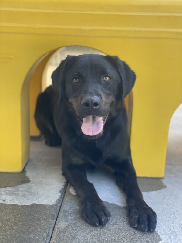 Nassau is pictured laying down under a large yellow play structure piece, appearing to be smiling at the camera while located in our community run area here on campus.