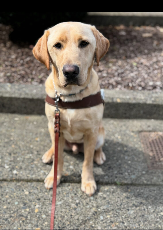 Kragen (a yellow Labrador retriever) sits in harness on cement looking at the camera. A leash hangs from his collar.