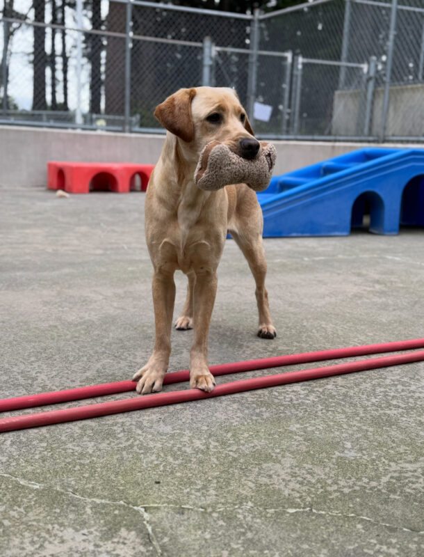 Kragen, a yellow Labrador retriever, stands in the kennel’s play yard with his feet on a hose. He is holding a stuffed bone and looking off in the distance.