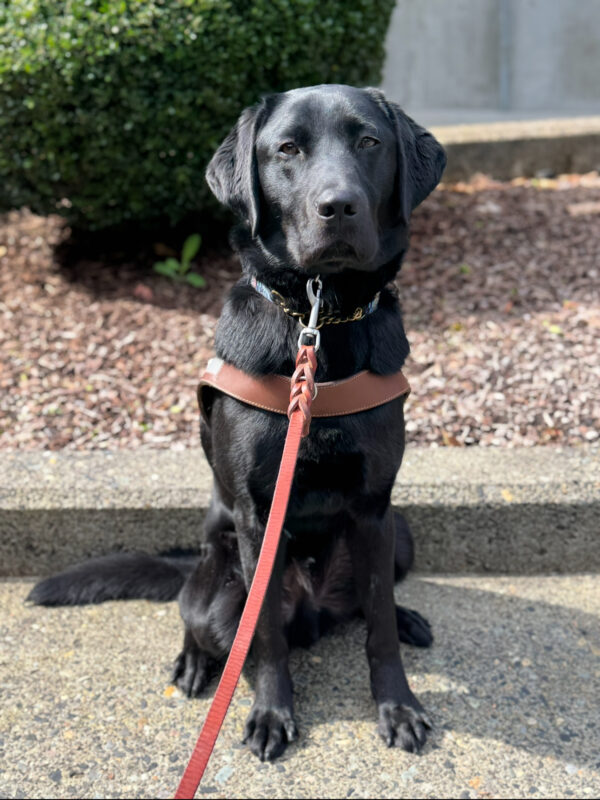 Goose, a black Labrador retriever, sits on cement in harness looking at the collar. A leash is hanging from his collar.