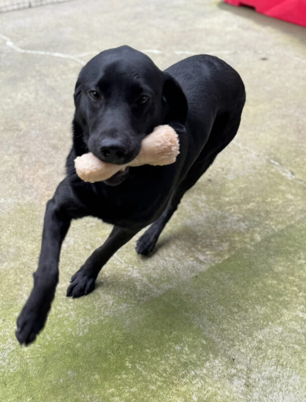 Action shot of Goose, a black Labrador retriever, running in the play yard and is holding onto a bone.