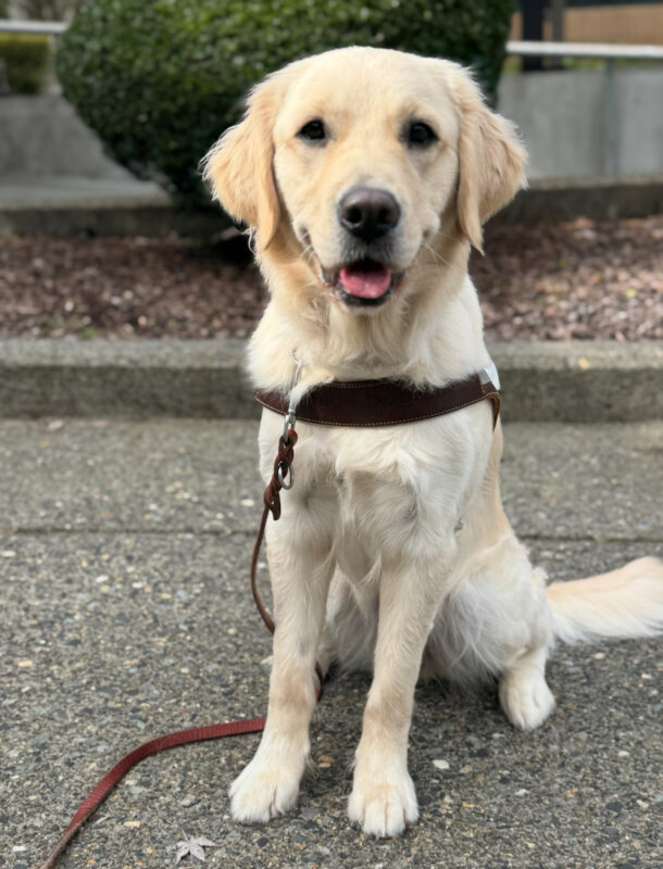 <p>Nuala, a whiteish golden retriever Labrador mix, sits in harness on cement in harness. She is looking at the camera with her mouth open and her tongue slightly out.</p>