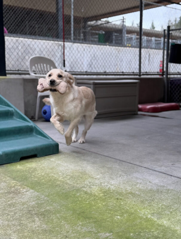 <p>Action shot of Nuala, a whiteish golden retriever Labrador mix, running in the play yard. She has a stuffed bone in her mouth.</p>