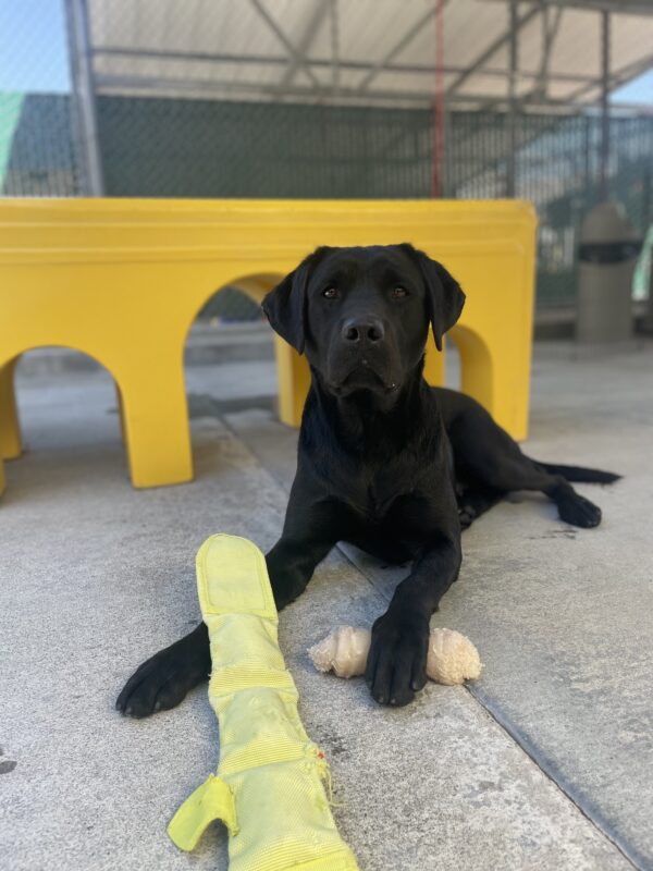 Maizie is pictured lying down in the community run area on campus, she has a bone under her left paw and a large yellow toy to play with on the right paw. She is staring seriously at the camera.