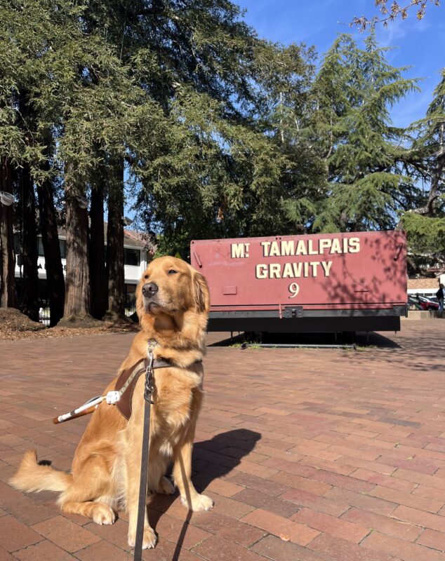 Danika is pictured in harness, sitting in front of a group of large redwood trees and an older stationary trolly car with the words