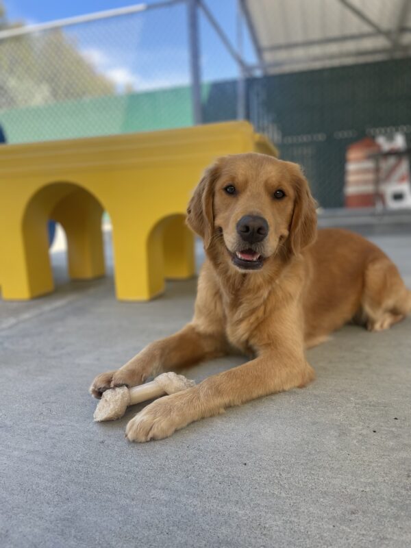 Danika is pictured lying down in our community run area next to a large yellow play structure. She has a bone in between her arms and appears to be smiling at the camera.