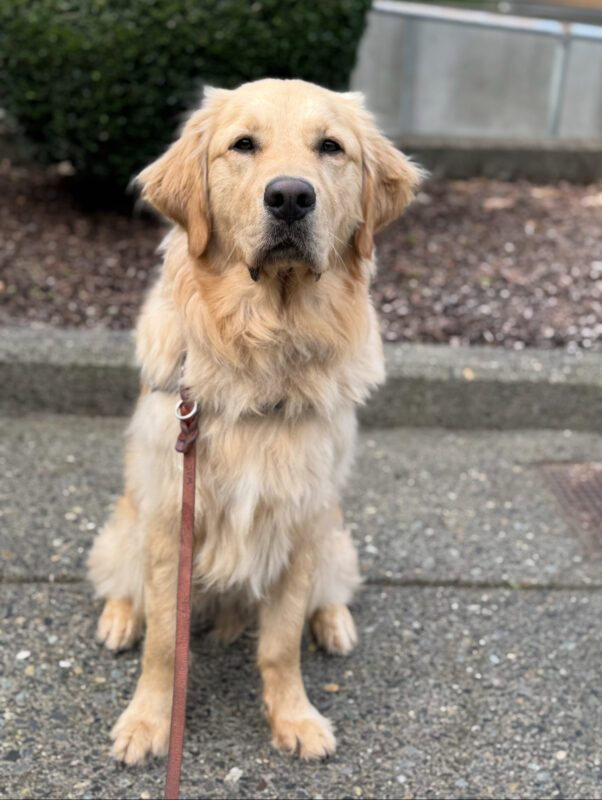 Nairobi, a long coated golden retriever Labrador retriever mix sits in harness on cement looking at the camera. A leash is draped from his collar.