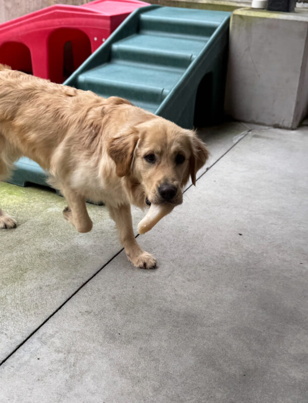 Action shot of Nairobi running through the community run area. He has a bone in his mouth.