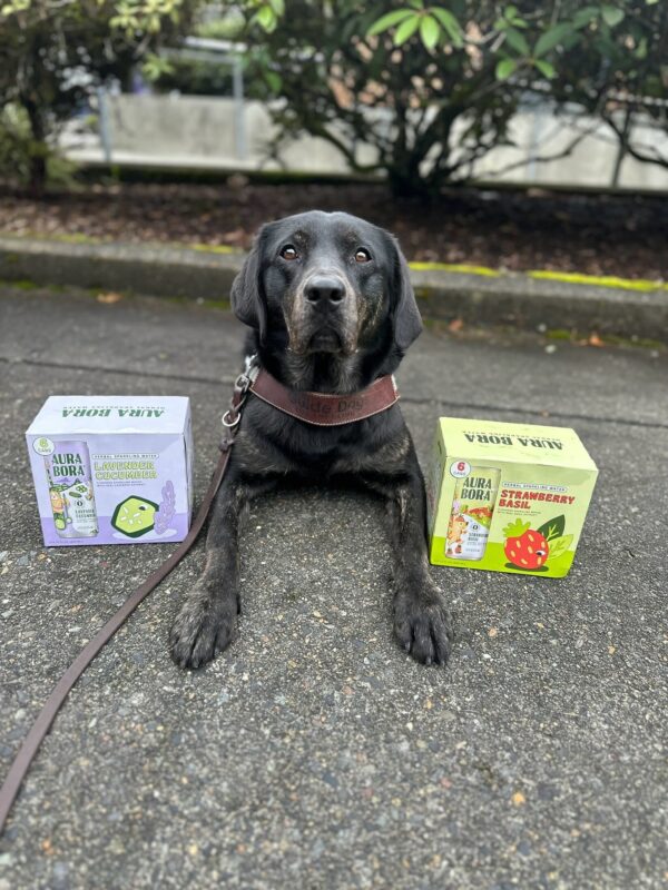 <p>Aura (a black brindled Lab) is lying in between two boxes of sparkling water on a paved walkway. The lettering on the boxes reads